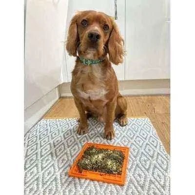 Finnigan's Luxury Cotton dog Collar-2